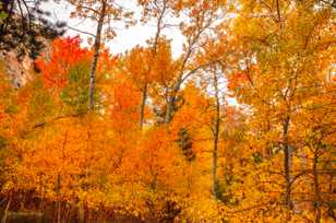 Aspens along Silver Lake-0418